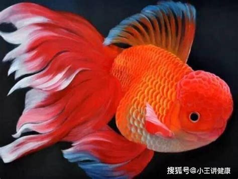 哪一種魚最好養|適合新手養魚品種 : 6種入門淡水魚